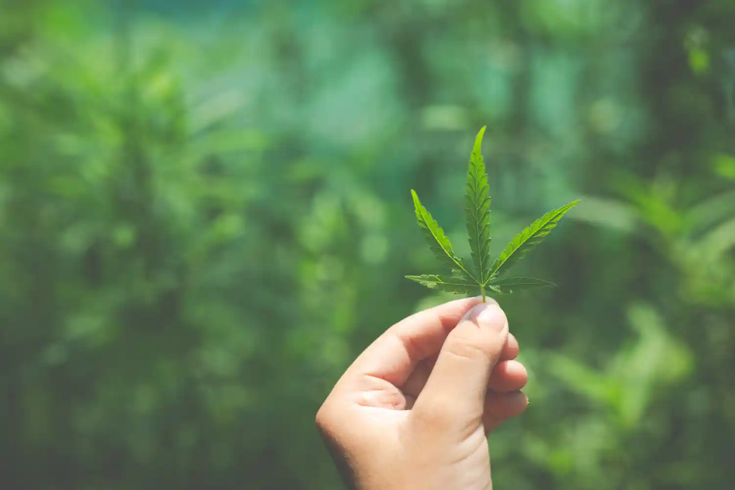 Huile de CBD et flacon compte-goutte